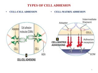 CELL ADHESION MOLECULES AND MATRIX PROTEINS | PPTX