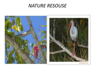 NATURE RESOUSE
 