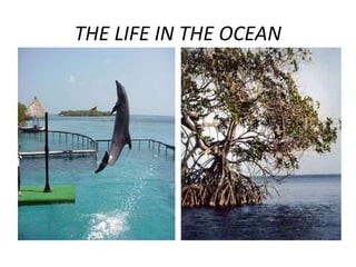 THE LIFE IN THE OCEAN
 