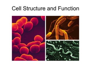 Cell Structure and Function 