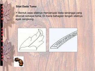 Silat Dada Tuma
 Bentuk asas silatnya menyerupai dada serangga yang
dikenali sebagai tuma. Di mana bahagian tengah silatnya
agak cengkung.
 