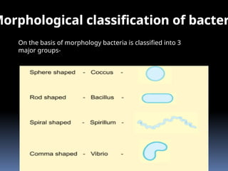 Comprehensive Overview of Bacteria: Structure, Classification, and ...
