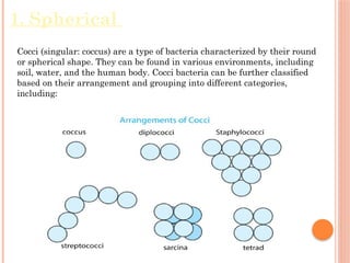 Comprehensive Overview of Bacteria: Structure, Classification, and ...