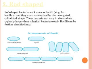Comprehensive Overview of Bacteria: Structure, Classification, and ...