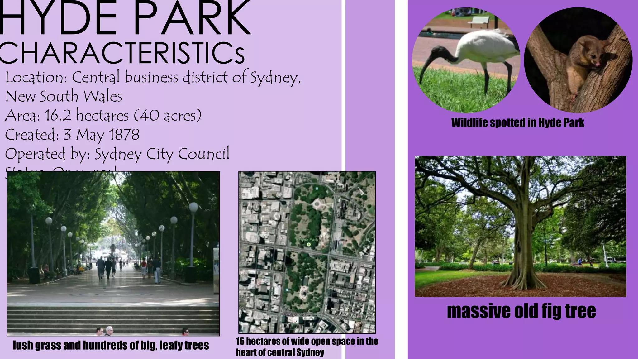 HYDE PARK
CHARACTERISTICs
Location: Central business district of Sydney,
New South Wales
Area: 16.2 hectares (40 acres)
Created: 3 May 1878
Operated by: Sydney City Council
Status: Open park
lush grass and hundreds of big, leafy trees 16 hectares of wide open space in the
heart of central Sydney
Wildlife spotted in Hyde Park
massive old fig tree
 
