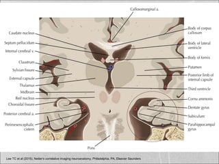 Lee TC et al (2015). Netter’s correlative imaging neuroanatomy. Philadelphia, PA, Elsevier Saunders
 