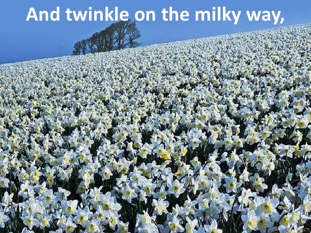 Daffodils by william wordsworth