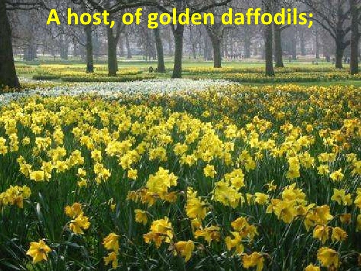 Daffodils by william wordsworth