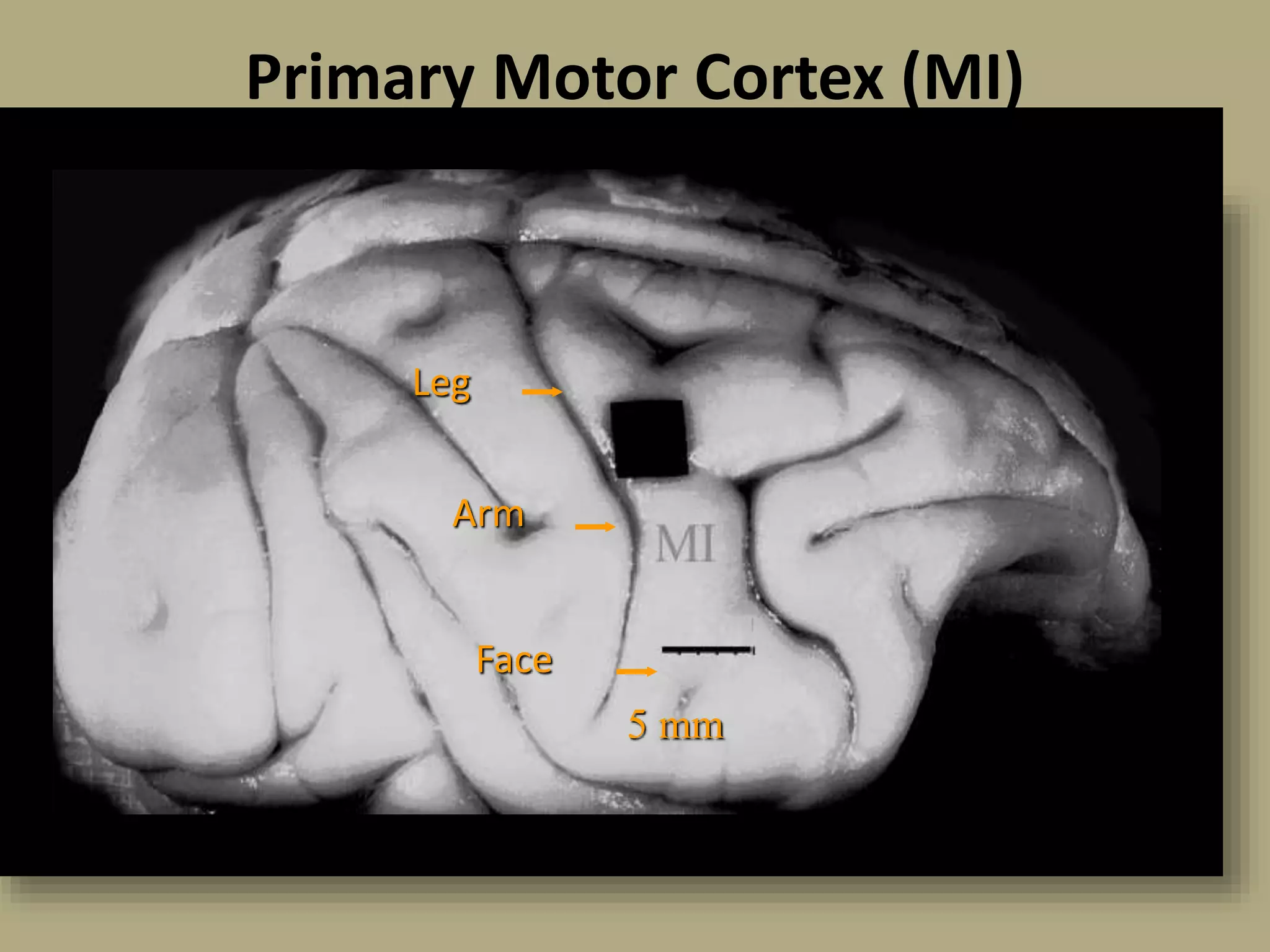 Primary Motor Cortex (MI)
Leg
Face
Arm
5 mm
 