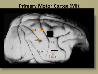 Primary Motor Cortex (MI)
Leg
Face
Arm
5 mm
 