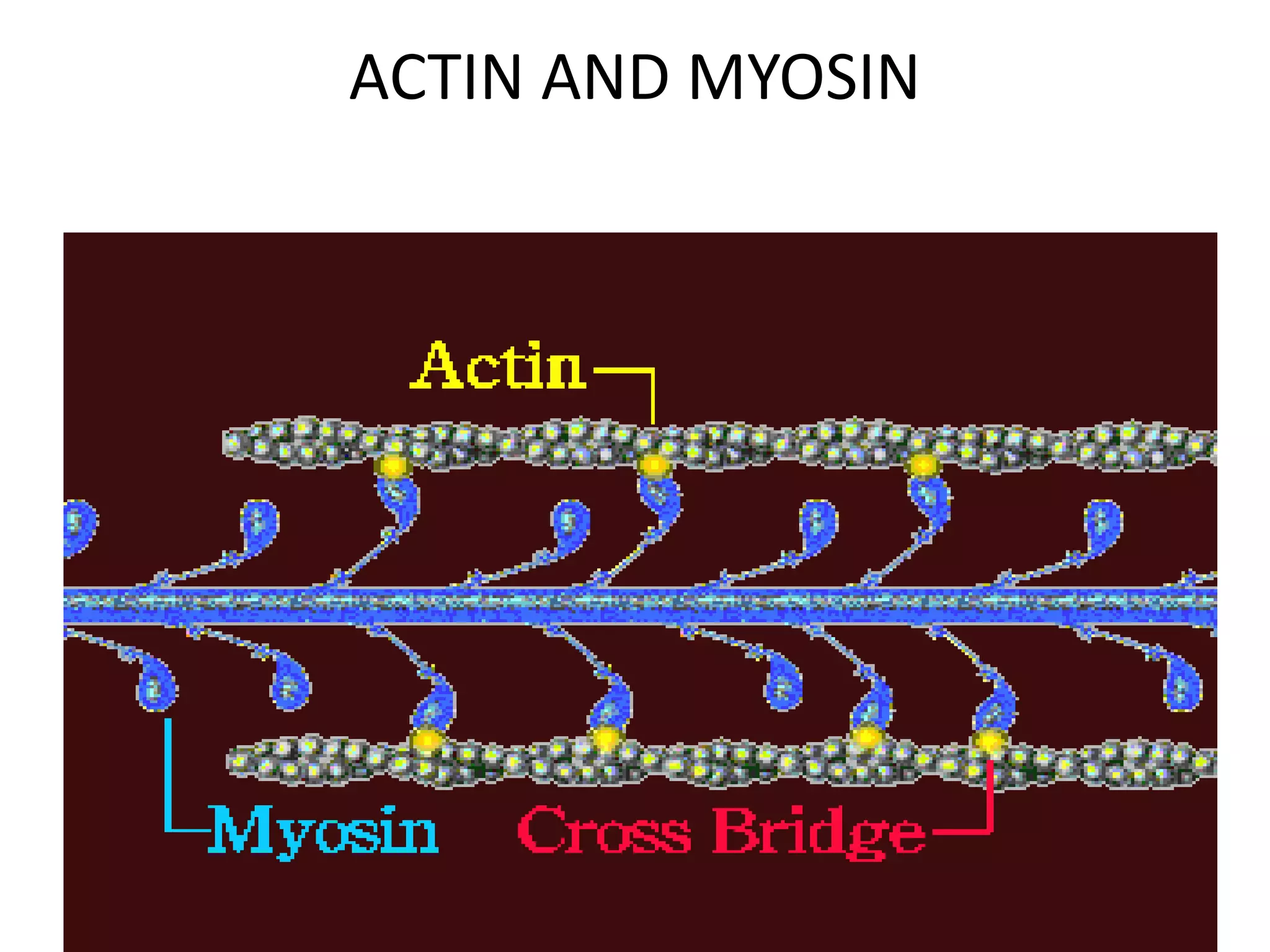 ACTIN AND MYOSIN