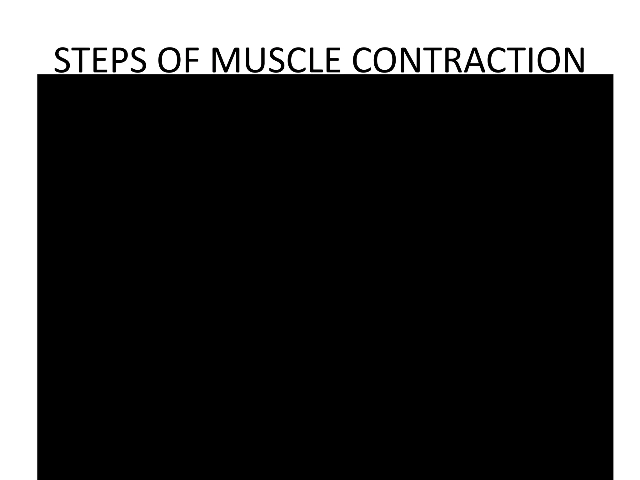 STEPS OF MUSCLE CONTRACTION