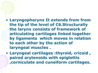 Laryngopharynx It extends from from the tip of the level of C6.Structurally the larynx consists of framework of articulating cartilages linked together by ligaments  which moves in relation to each other by the action of laryngeal muscles . Laryngeal cartilages :thyroid, cricoid , paired arytenoids with epiglottis ,corniculate and cuneiform cartilages. 