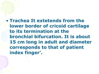 Trachea It extetends from the lower border of cricoid cartilage to its termination at the bronchial bifurcation. It is about 15 cm long in adult and diameter corresponds to that of patient index finger’. 