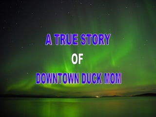 A TRUE STORY OF DOWNTOWN DUCK MOM 