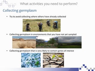 What activities you need to perform?
Collecting germplasm
• Try to avoid collecting where others have already collected
• Collecting germplasm in environments that you have not yet sampled
• Collecting germplasm that is very likely to contain genes of interest
 