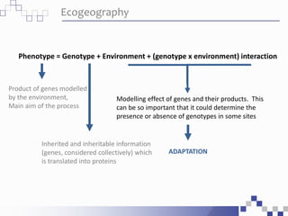 Ecogeography
Product of genes modelled
by the environment,
Main aim of the process
Inherited and inheritable information
(genes, considered collectively) which
is translated into proteins
Modelling effect of genes and their products. This
can be so important that it could determine the
presence or absence of genotypes in some sites
AmbientePhenotype = Genotype + Environment + (genotype x environment) interaction
ADAPTATION
 