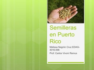 Semilleras
en Puerto
Rico
Melissa Negrón Cruz EDAG-
4016-096
Prof: Carlos Vivoni Remus
 