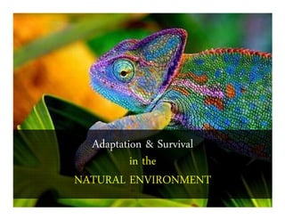 Adaptation & Survival
in the
NATURAL ENVIRONMENT
 