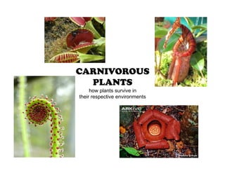CARNIVOROUS
PLANTS
how plants survive in
their respective environments
 