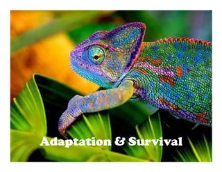 Adaptation & Survival
 