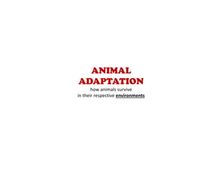 ANIMAL
ADAPTATION
how animals survive
in their respective environments
 