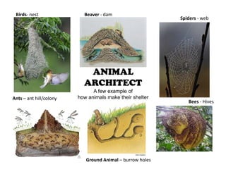 ANIMAL
ARCHITECT
A few example of
how animals make their shelter
Bees - Hives
Ants – ant hill/colony
Ground Animal – burrow holes
Beaver - damBirds- nest
Spiders - web
 
