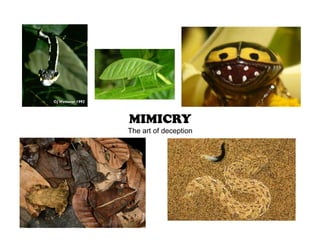 MIMICRY
The art of deception
 