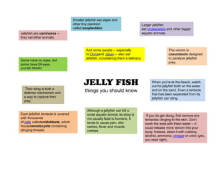 JELLY FISH
things you should know
Jellyfish are carnivores --
they eat other animals.
Smaller jellyfish eat algae and
other tiny plankton
called zooplankton
Larger jellyfish
eat crustaceans and other bigger
aquatic animals.
Their sting is both a
defense mechanism and
a way to capture their
prey.
Each jellyfish tentacle is covered
with thousands
of cells calledcnidoblasts, which
housenematocysts containing
stinging threads
The venom is
aneurotoxin designed
to paralyze jellyfish
prey.
Although a jellyfish can kill a
small aquatic animal, its sting is
not usually fatal to humans. It
tends to cause pain, skin
rashes, fever and muscle
cramps
When you're at the beach, watch
out for jellyfish both on the water
and on the sand. Even a tentacle
that has been separated from its
jellyfish can sting.
If you do get stung, first remove any
tentacles clinging to the skin. Don't
wash the area with fresh water -- it
could release more venom into your
body. Instead, clean it with rubbing
alcohol, ammonia, vinegar or urine (yes,
you read right).
And some people -- especially
in Chinaand Japan -- also eat
jellyfish, considering them a delicacy.
Some have no eyes, but
some have 24 eyes.
And NO BRAIN!
 