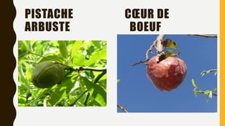 PISTACHE CŒUR DE
ARBUSTE BOEUF
 