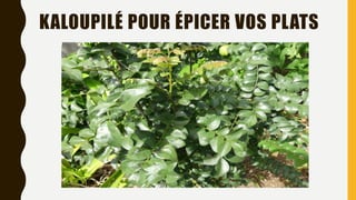 KALOUPILÉ POUR ÉPICER VOS PLATS
 