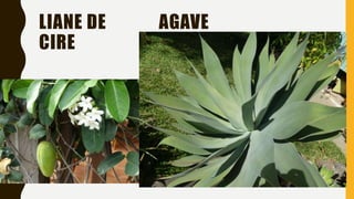 LIANE DE AGAVE
CIRE
 