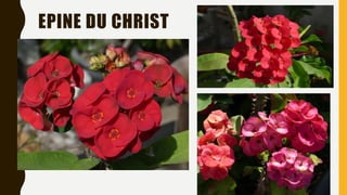 EPINE DU CHRIST
 