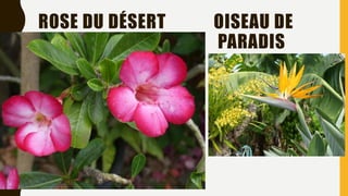 ROSE DU DÉSERT OISEAU DE
PARADIS
 