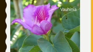 Vauhinia
 