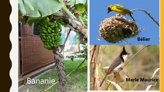 Bananie Merle Maurice
Bélier
 