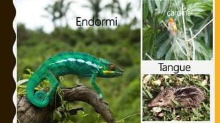 Endormi
Tangue
Cardinalcardinal
 