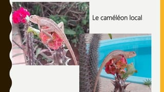 Le caméléon local
 