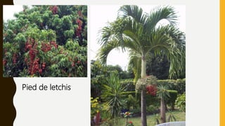 Pied de letchis
 