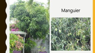Manguier
 