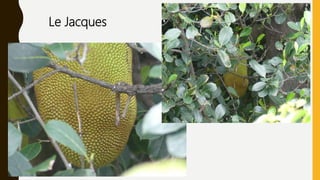 Le Jacques
 