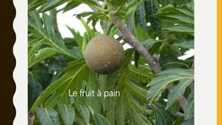 Le fruit à pain
 