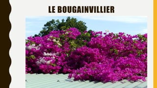 LE BOUGAINVILLIER
 