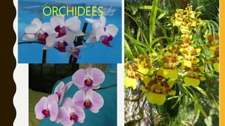 ORCHIDEES
 