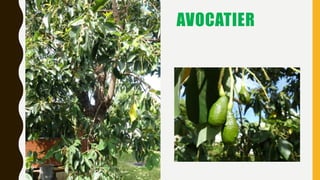AVOCATIER
 