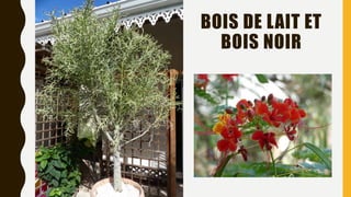 BOIS DE LAIT ET
BOIS NOIR
 