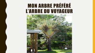 MON ARBRE PRÉFÉRÉ
L’ARBRE DU VOYAGEUR
 