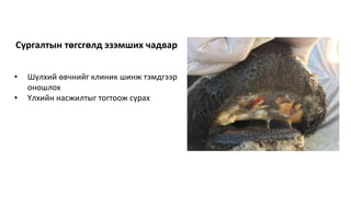 • Шүлхий өвчнийг клиник шинж тэмдгээр
оношлох
• Үлхийн насжилтыг тогтоож сурах
Сургалтын төгсгөлд эзэмших чадвар
 