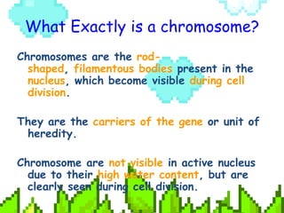 What Exactly is a chromosome?
Chromosomes are the rod-
shaped, filamentous bodies present in the
nucleus, which become vis...