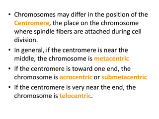 • Chromosomes may differ in the position of the
Centromere, the place on the chromosome
where spindle fibers are attached ...